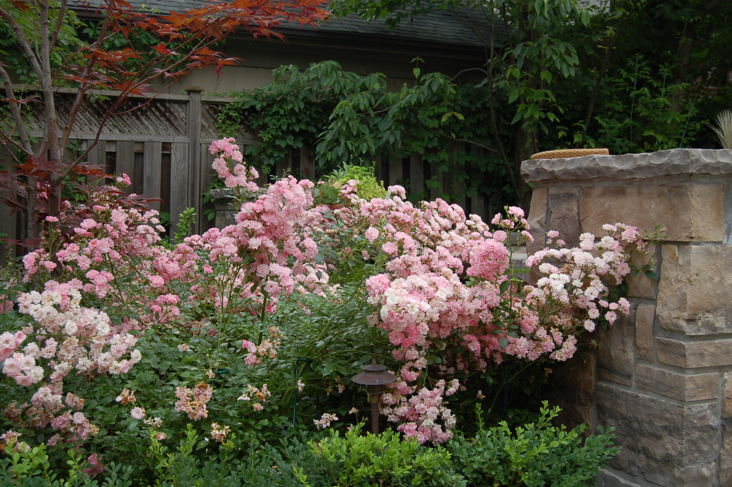 Lush garden scene with blooming pink roses and greenery. Wooden fence and stone wall provide a rustic backdrop amidst vibrant plants.