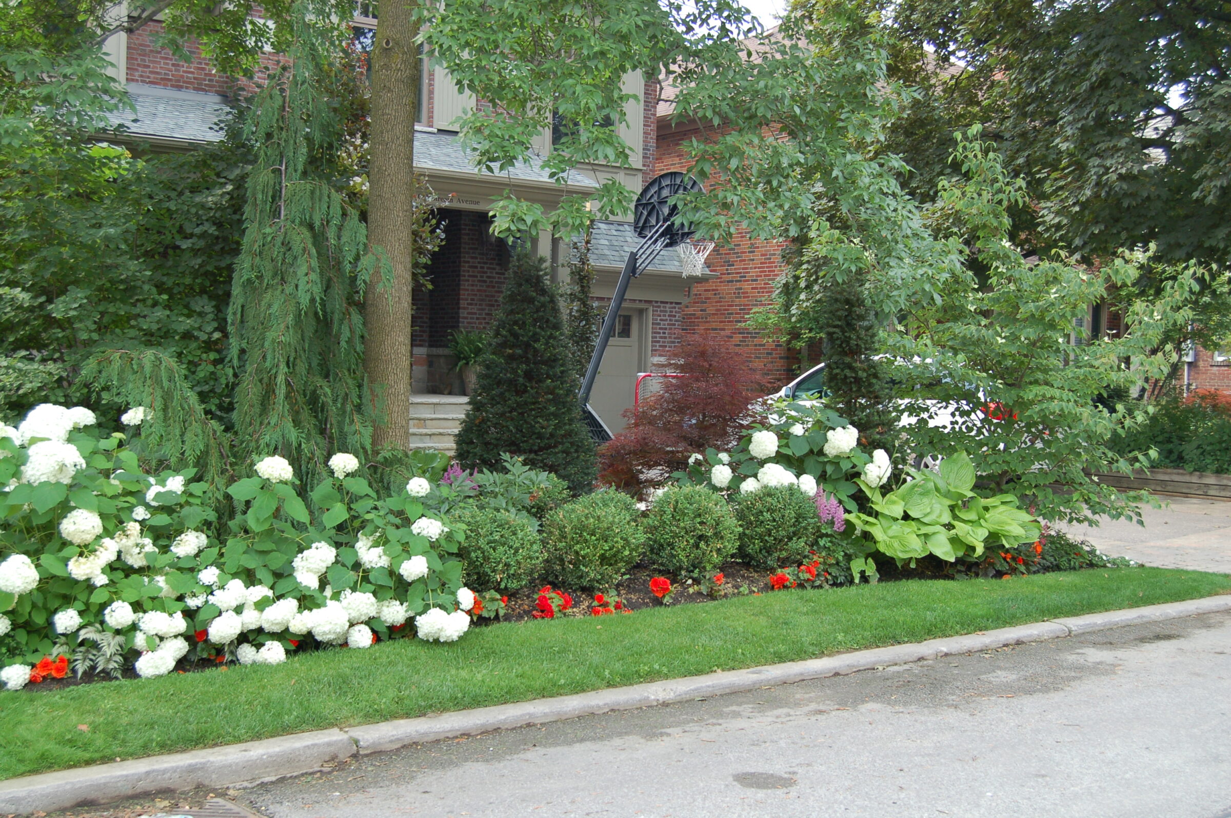 A residential garden features lush greenery, white hydrangeas, and red flowers, with a brick house in the background, partially obscured by trees.