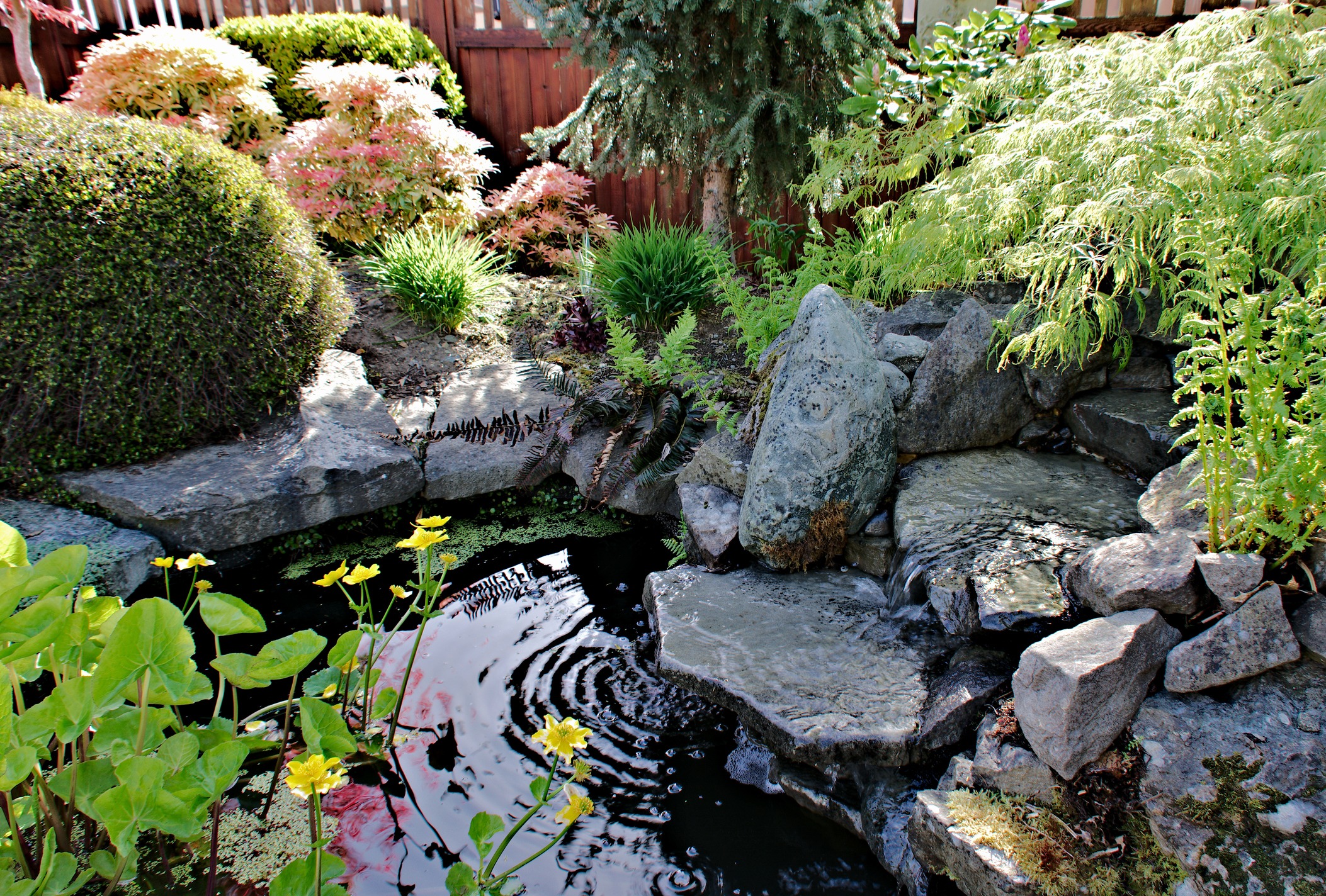 A tranquil garden scene with a small rock-lined pond, surrounded by lush greenery and colorful foliage, under a clear sky.