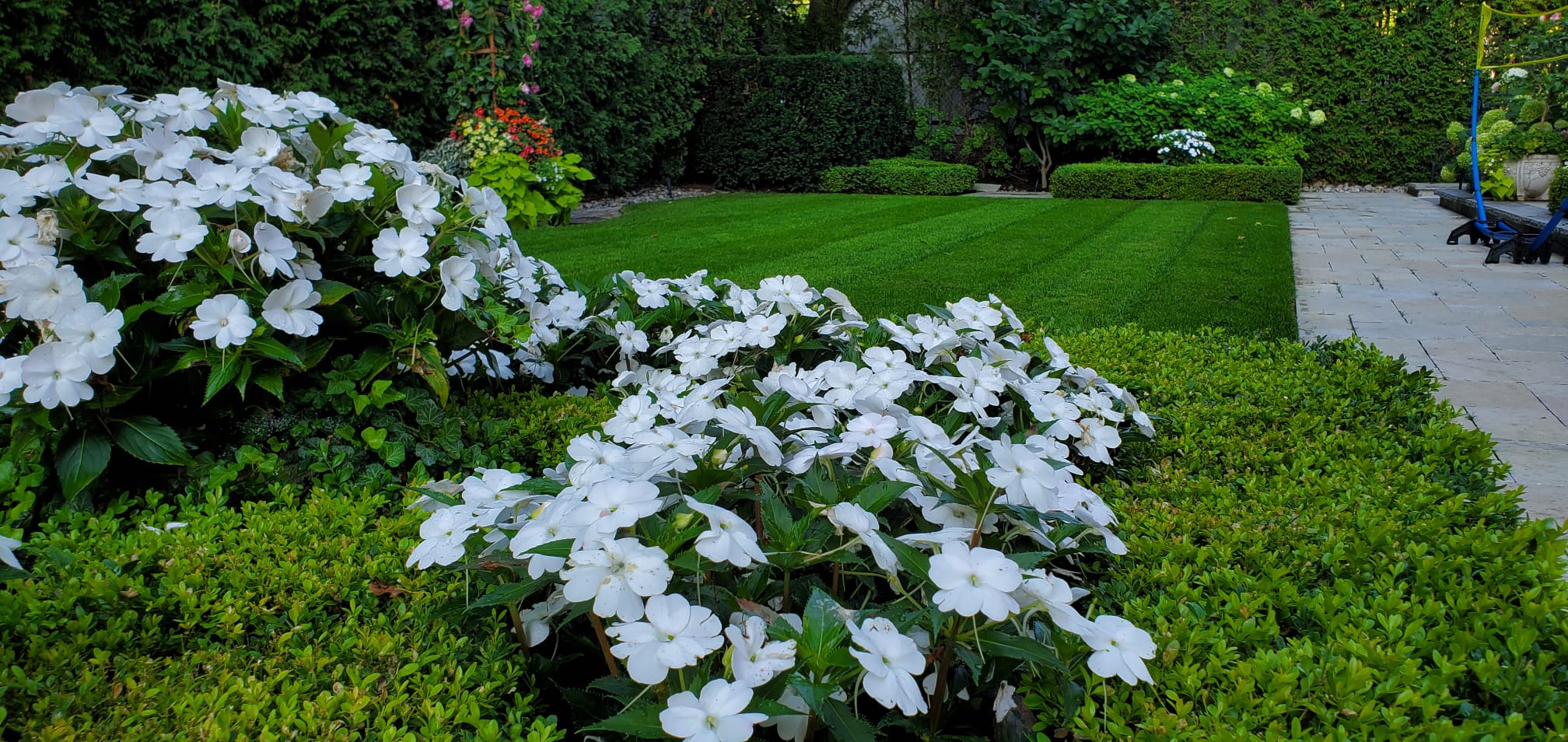 A manicured garden features vibrant green hedges and lush grass, accented by blooming white flowers and a paved stone path in a tranquil setting.