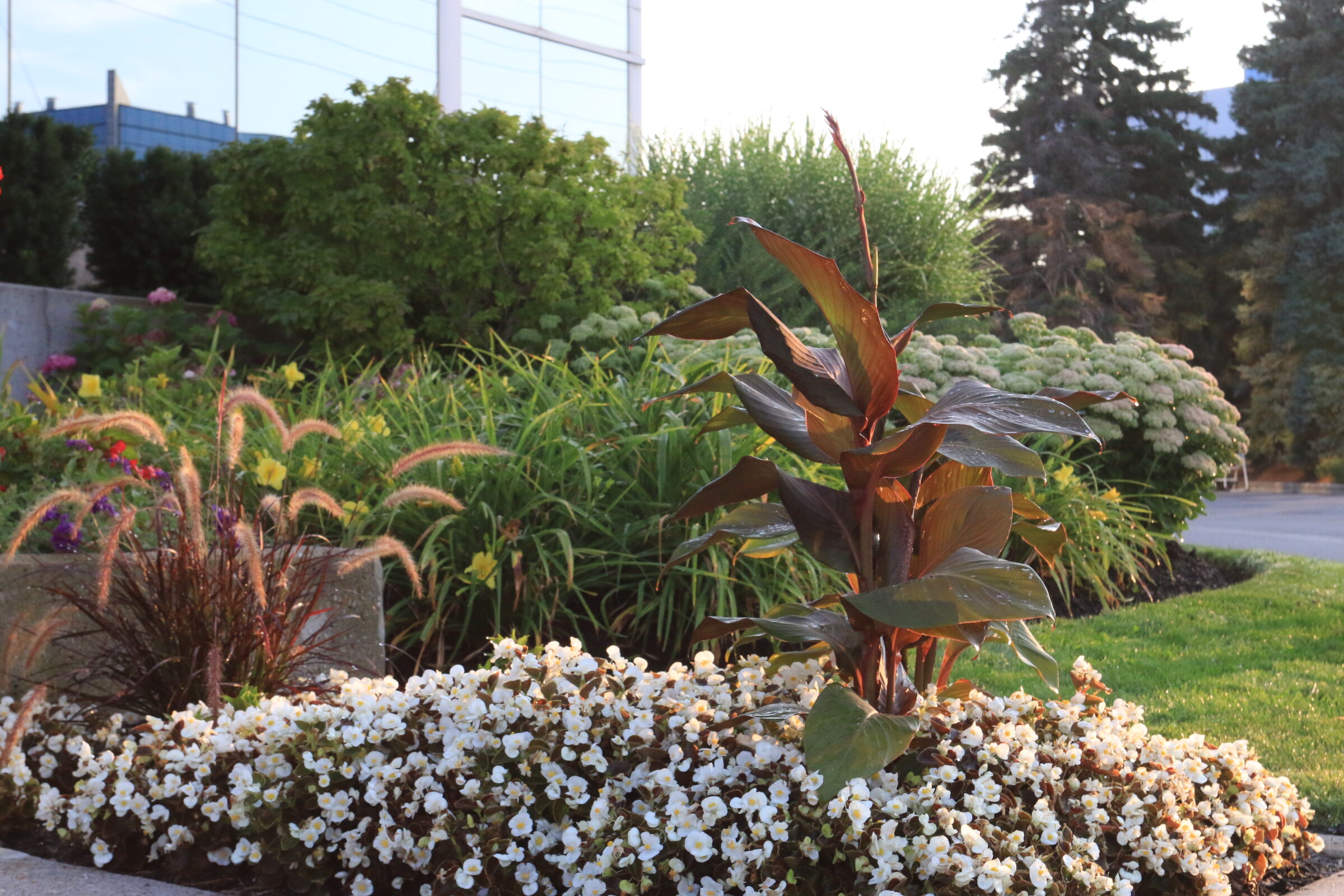 A lush garden with flowering plants and tall foliage, bordered by a street, under a clear sky and soft sunlight.