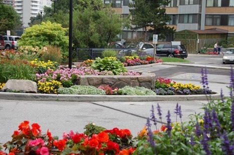 A vibrant garden with colorful flowers and a stone wall in a residential area, surrounded by parked cars and buildings.