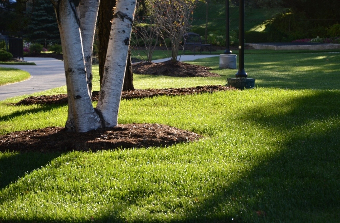Sunlit park scene featuring green grass, trees, and a winding path. Shadows of trees create patterns on the lawn, enhancing the tranquil setting.
