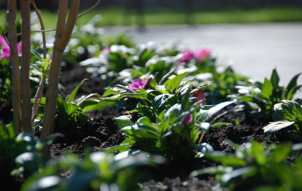 Close-up of a garden bed with green plants and pink flowers under sunlight, creating a serene and vibrant natural scene.