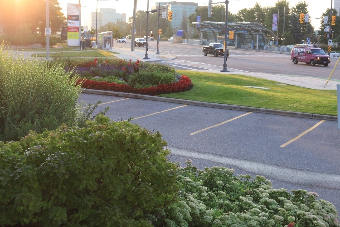 A sunny street scene with parked cars, lush green bushes, and red flowers near a bus stop and traffic lights, possibly in Canada.