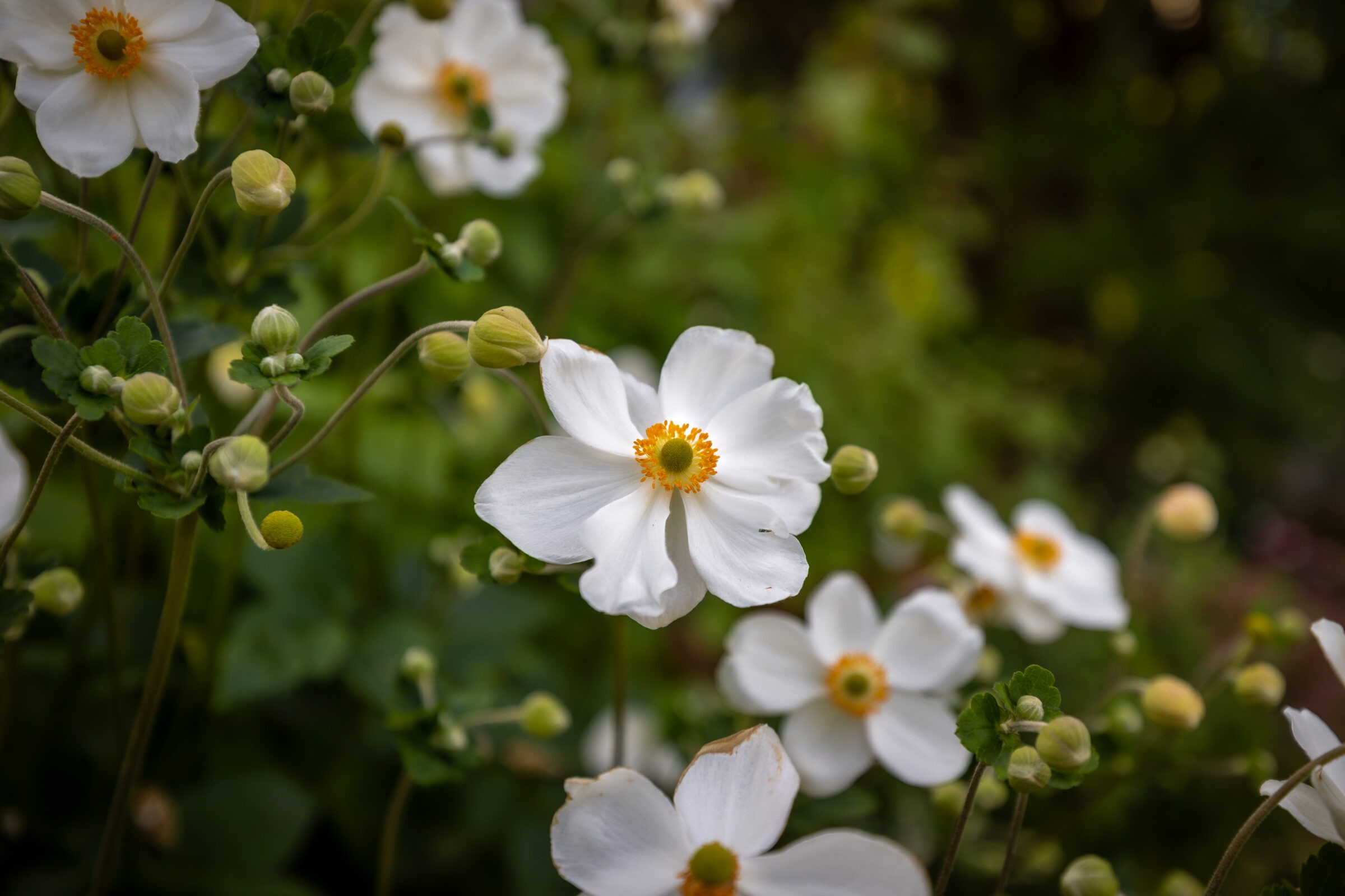 Close-up of white flowers with yellow centers, surrounded by green foliage. The background is softly blurred, highlighting the delicate petals and buds.